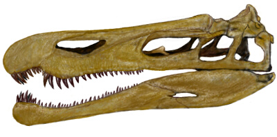 Suchomimus-Skull.jpg