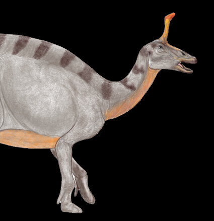Tsintaosaurus01.jpg